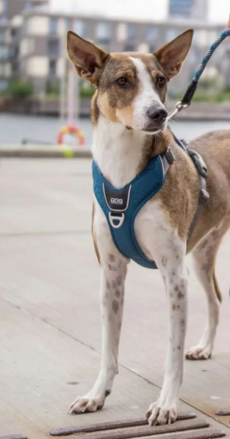 DOG Copenhagen Comfort pro