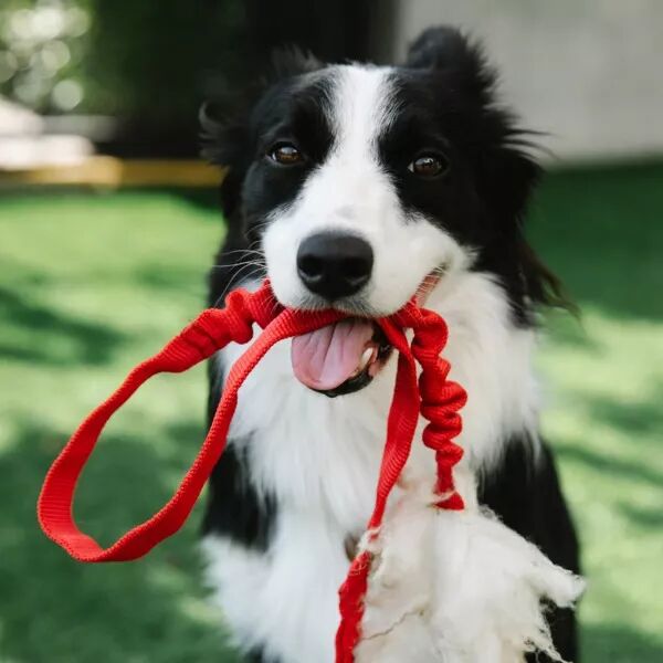 Laisses, colliers & harnais