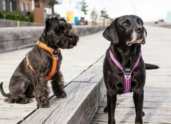 DOG Copenhagen Comfort air