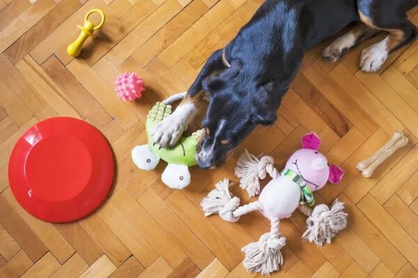 Jouets pour chien